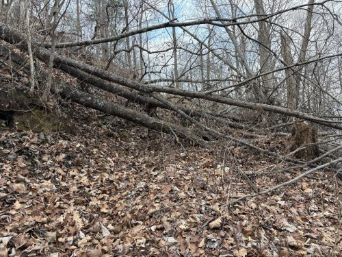 Helene Damage - Maple Tree Down